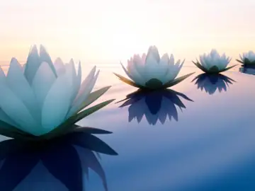 Lotusblüten im Sonnenuntergang.