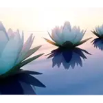 Lotusblüten im Sonnenuntergang.