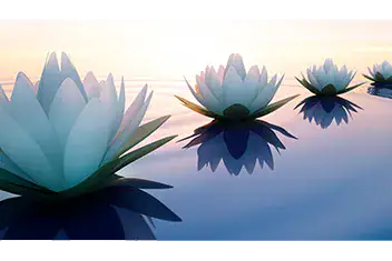 Lotusblüten im Sonnenuntergang.