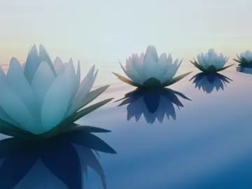 Lotusblüten im Sonnenuntergang.